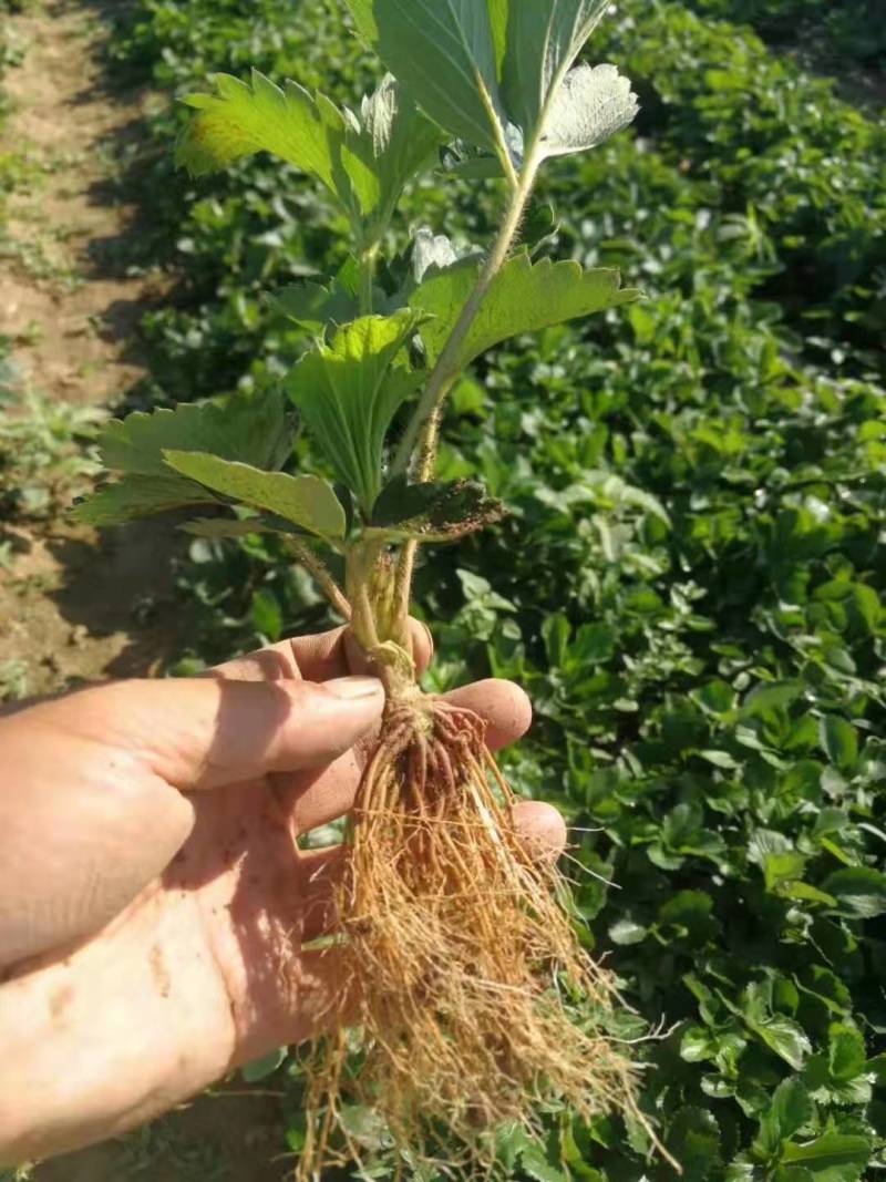 大棚产量高的草莓苗红颜草莓苗草莓苗基地直销