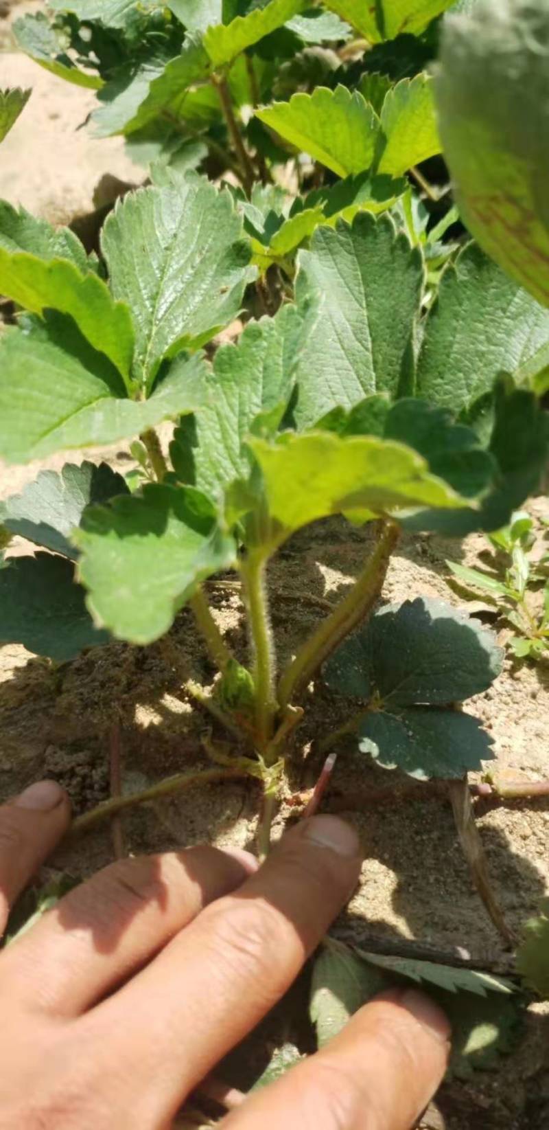 大棚产量高的草莓苗红颜草莓苗草莓苗基地直销