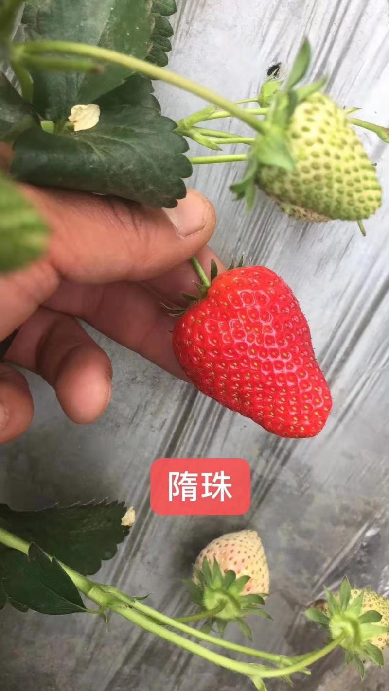 大棚产量高的草莓苗红颜草莓苗草莓苗基地直销