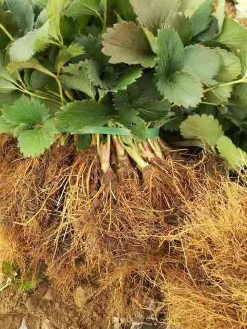大棚产量高的草莓苗红颜草莓苗草莓苗基地直销