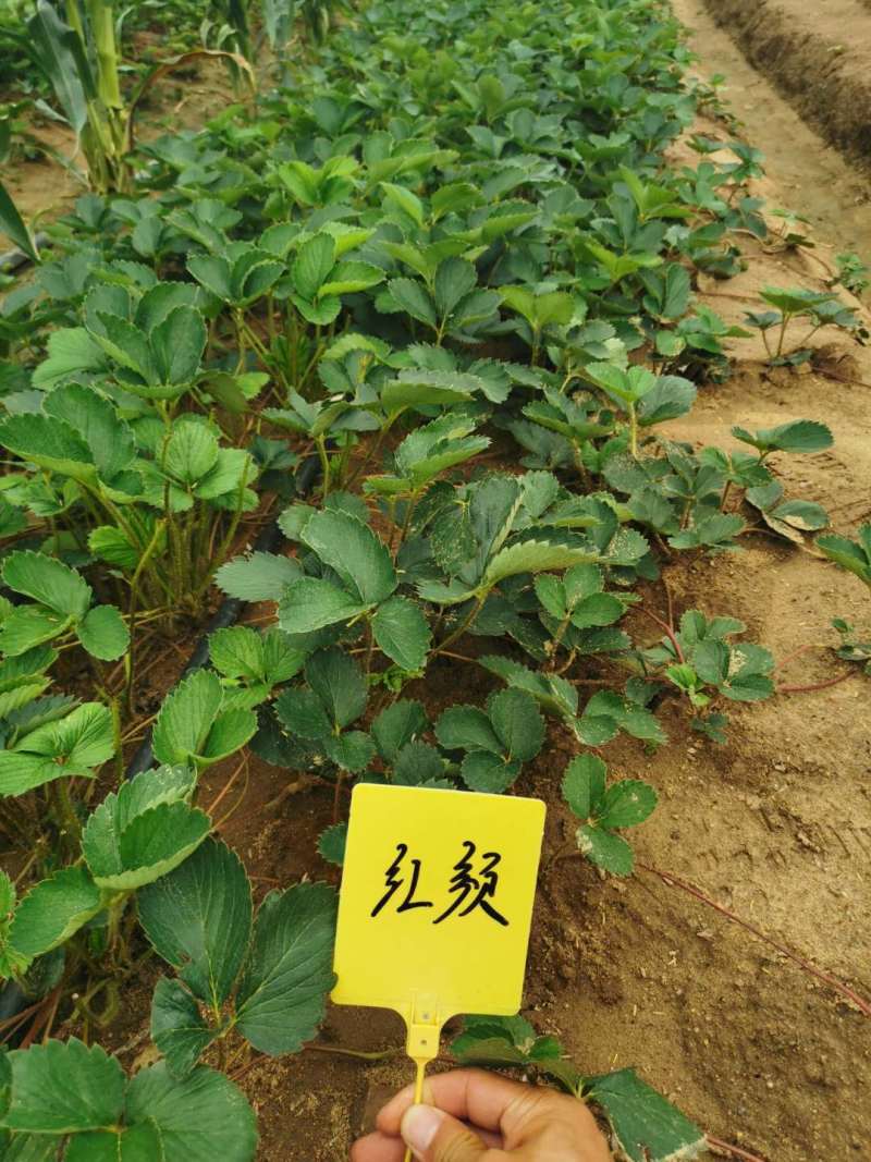 适合全国大棚栽植的草莓苗草莓苗章姬草莓苗