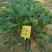 适合全国大棚栽植的草莓苗草莓苗章姬草莓苗