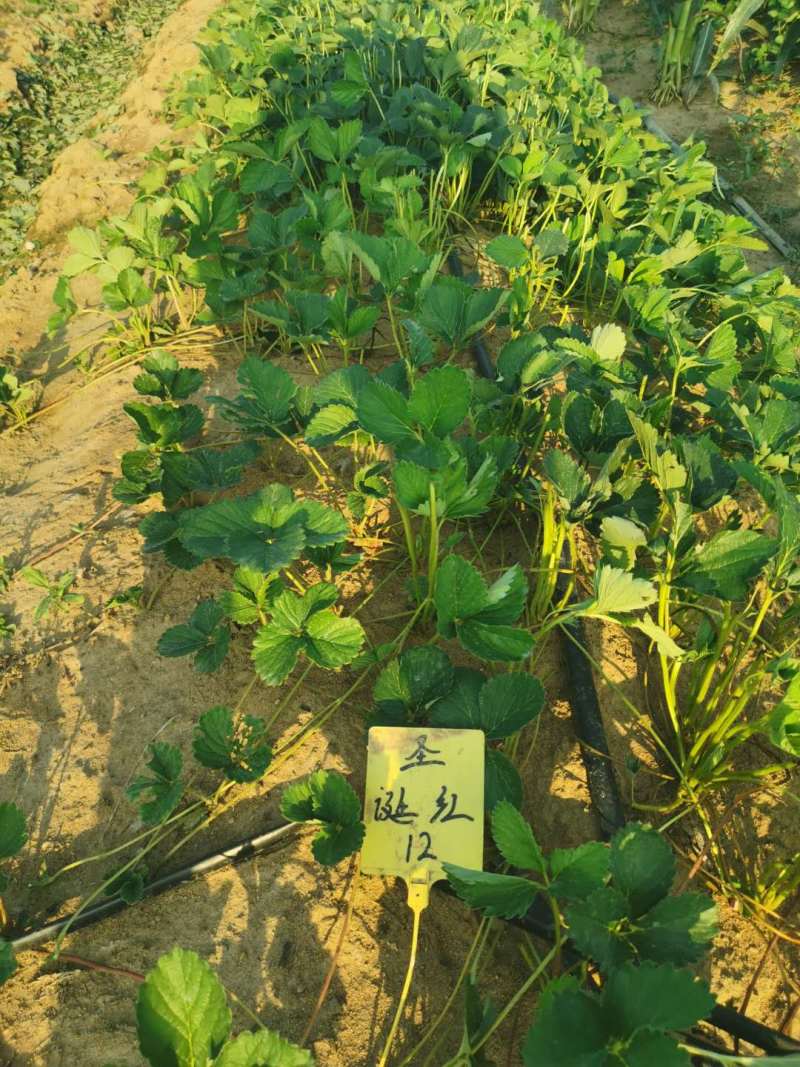 适合全国大棚栽植的草莓苗草莓苗章姬草莓苗