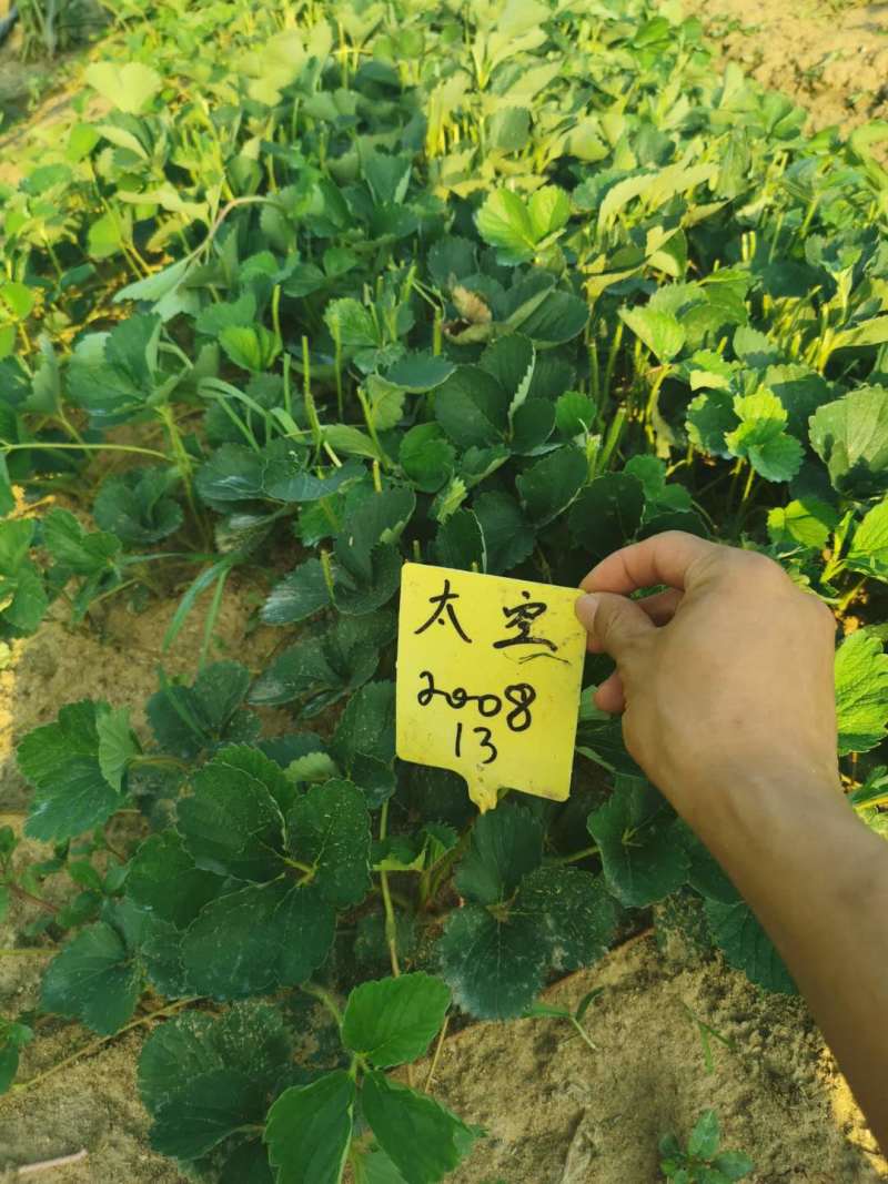 适合全国大棚栽植的草莓苗草莓苗章姬草莓苗