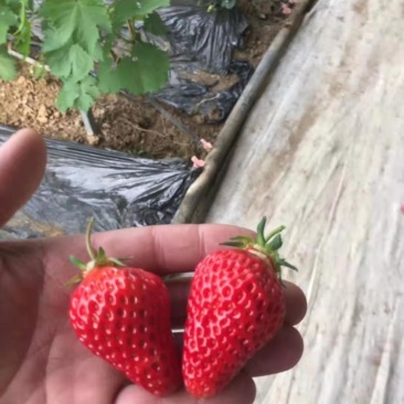 适合全国大棚栽植的草莓苗草莓苗章姬草莓苗