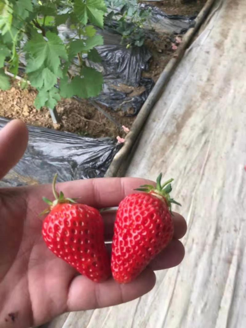 适合全国大棚栽植的草莓苗草莓苗章姬草莓苗