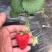 适合全国大棚栽植的草莓苗草莓苗章姬草莓苗
