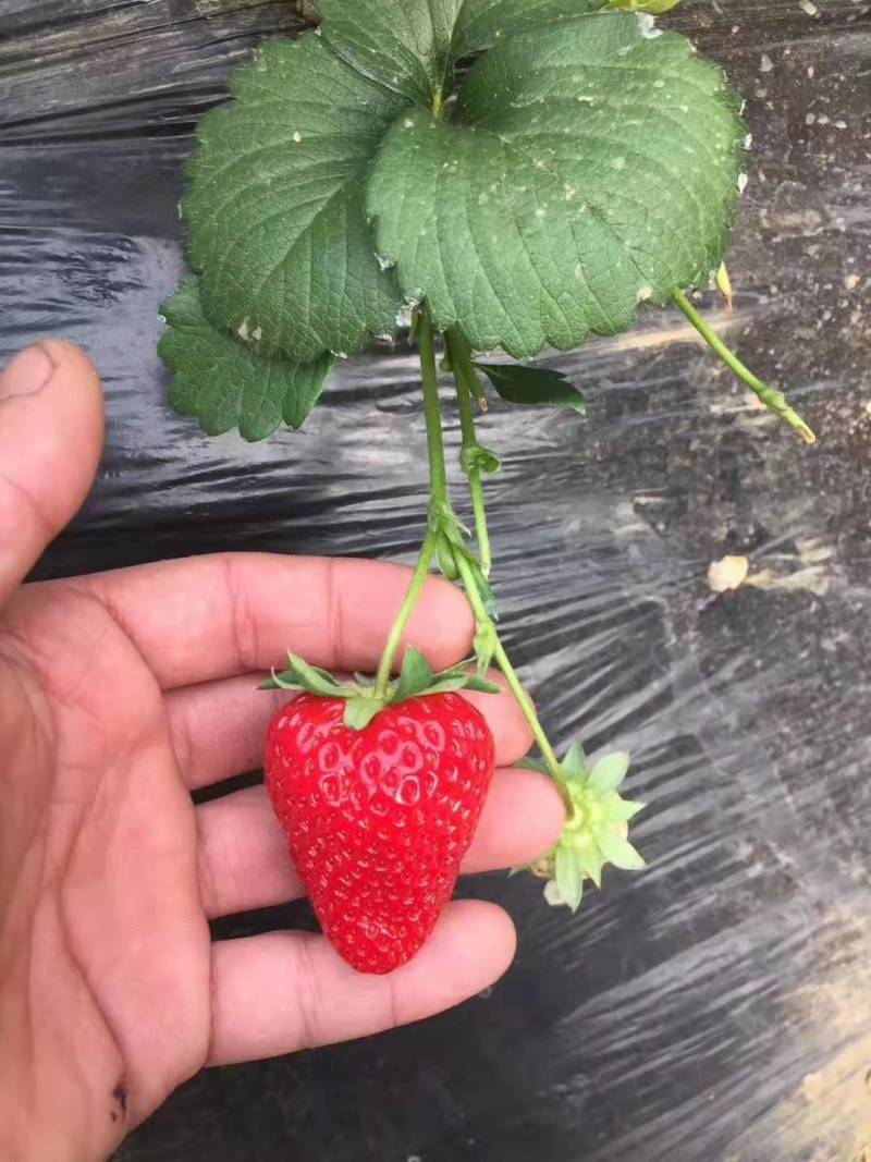 适合全国大棚栽植的草莓苗草莓苗章姬草莓苗