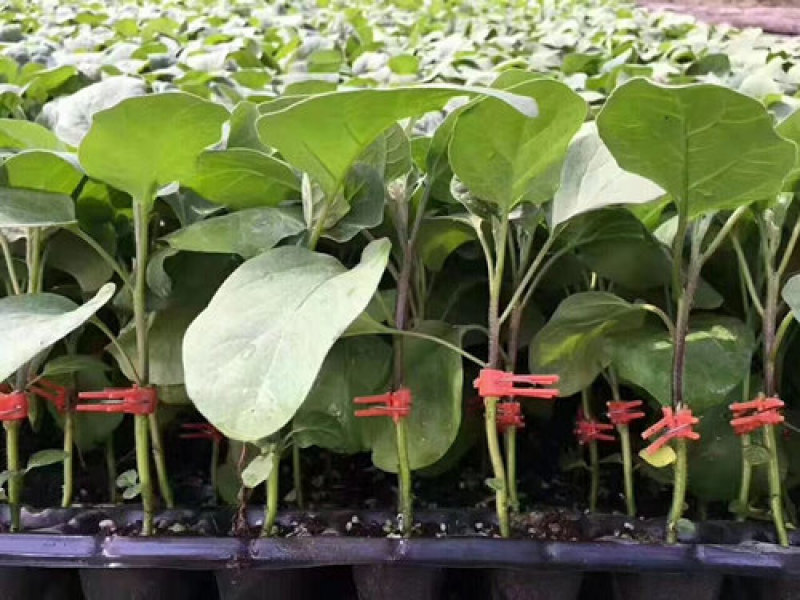 圆茄种苗快圆黑宝嫁接茄子苗大红袍茄子苗茄子苗基地