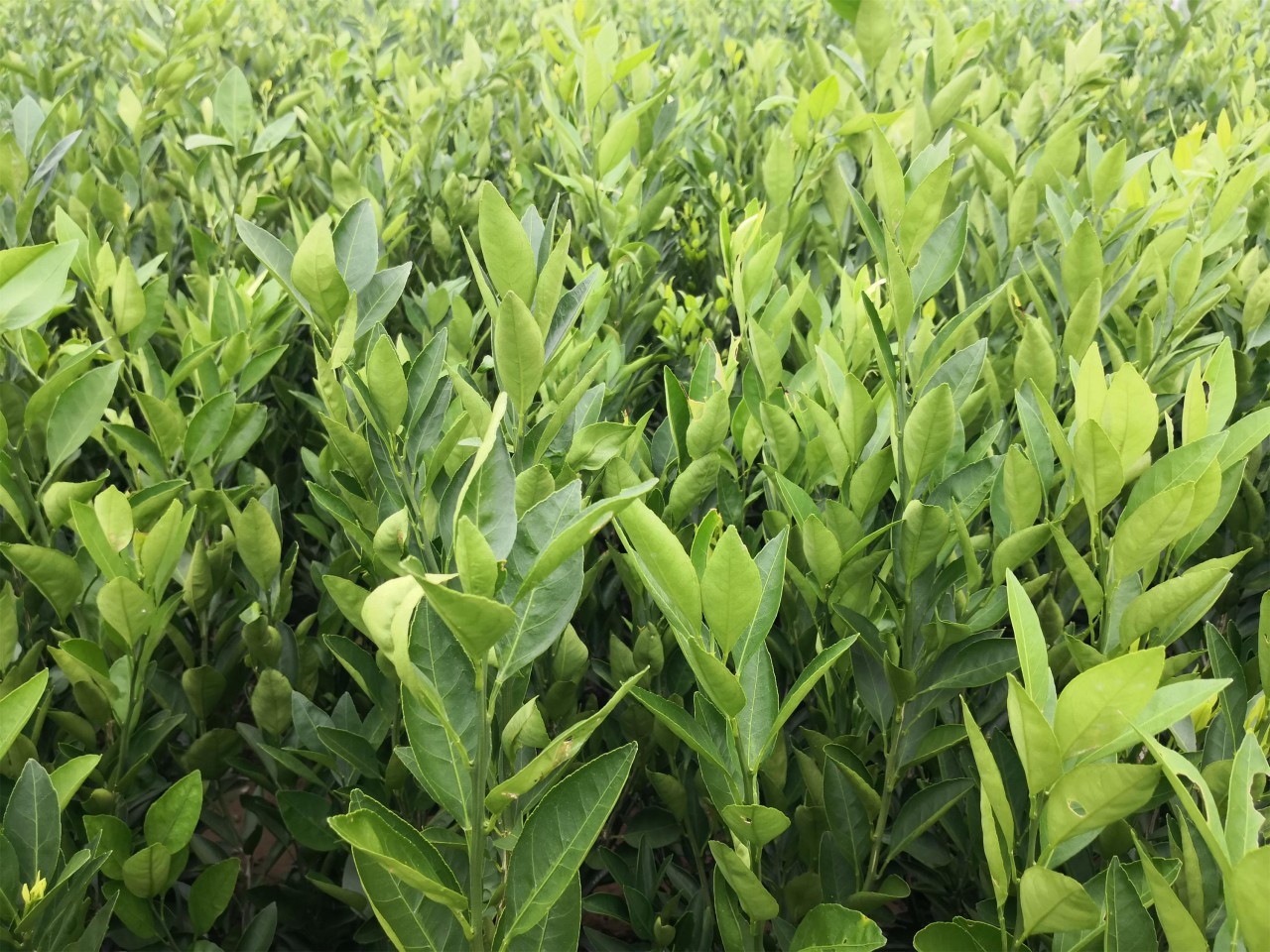 桂林市柑桔种植基地航拍图