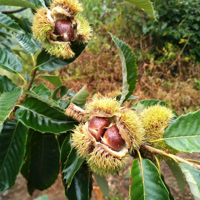 南北方种植树苗嫁接苗风粟毛粟子粉栗大红袍板栗苗