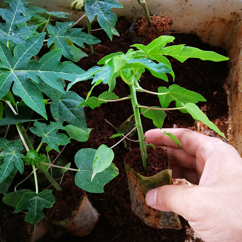 木瓜树苗红心木瓜黄金木瓜苗杯苗带土发货