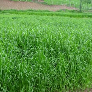 冬牧70黑麦草种子耐寒高产猪牛羊鸡鸭鱼鼠兔牧草每亩25斤