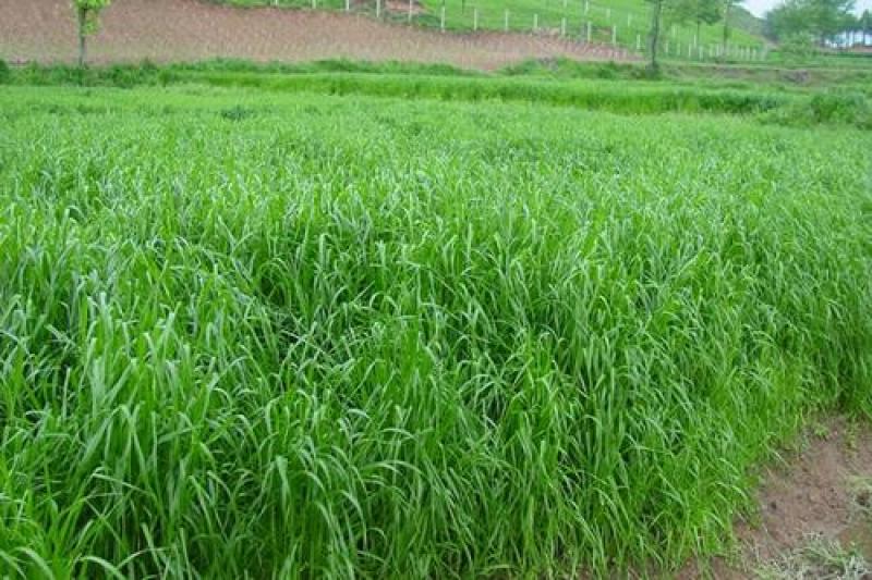 冬牧70黑麦草种子耐寒高产猪牛羊鸡鸭鱼鼠兔牧草每亩25斤
