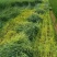 冬牧70黑麦草种子耐寒高产猪牛羊鸡鸭鱼鼠兔牧草每亩25斤