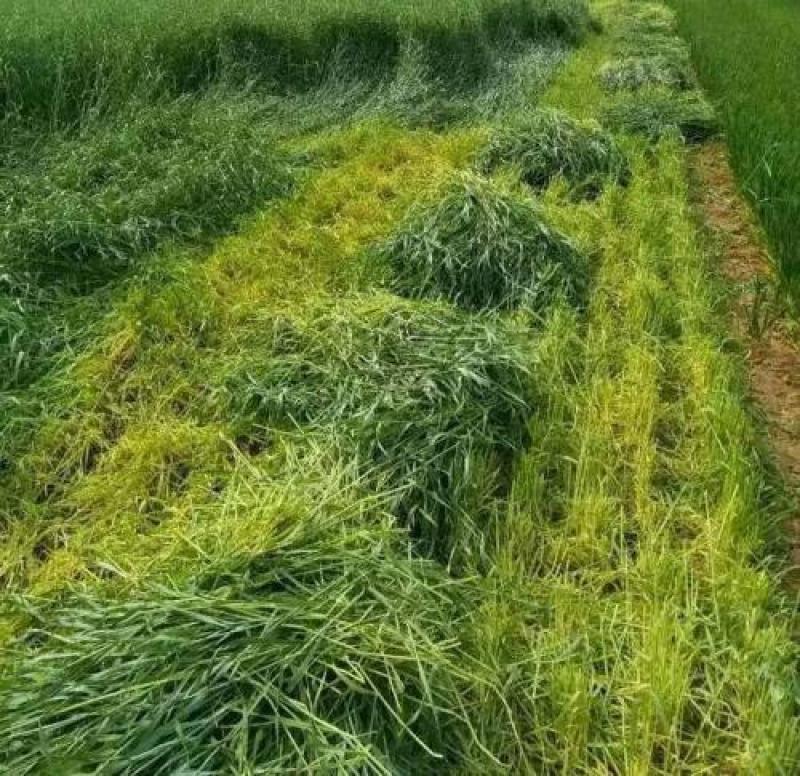 冬牧70黑麦草种子耐寒高产猪牛羊鸡鸭鱼鼠兔牧草每亩25斤
