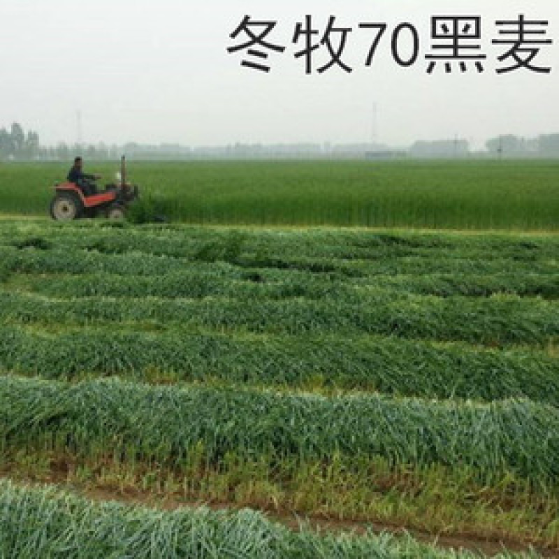 冬牧70黑麦草种子耐寒高产猪牛羊鸡鸭鱼鼠兔牧草每亩25斤