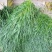 冬牧70黑麦草种子耐寒高产猪牛羊鸡鸭鱼鼠兔牧草每亩25斤