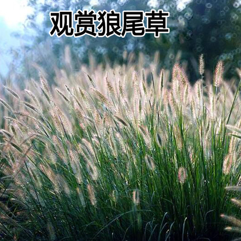 观赏狼尾草种子紫护坡草种子籽易种活道路景区美化亩用量6斤