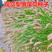 观赏狼尾草种子紫护坡草种子籽易种活道路景区美化亩用量6斤