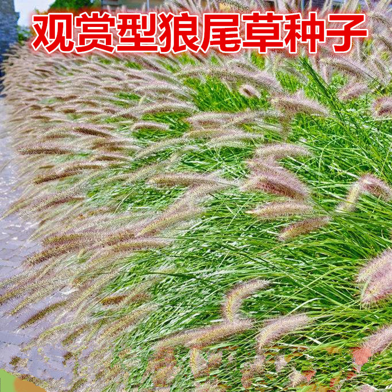 观赏狼尾草种子紫护坡草种子籽易种活道路景区美化亩用量6斤