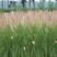 观赏狼尾草种子紫护坡草种子籽易种活道路景区美化亩用量6斤