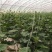 黄瓜嫁接苗培育基地,供应高的黄瓜苗品种,产量高