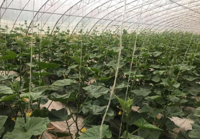 黄瓜嫁接苗培育基地，供应高的黄瓜苗品种，产量高