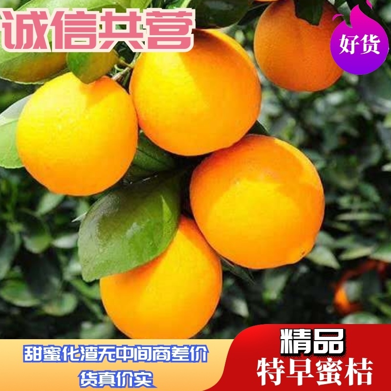 早熟蜜橘，实图实价，果园看货，现摘现，诚信为本，欢迎来电