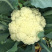 松花菜苗批发，供应有机菜花苗，青梗有机菜花苗代育