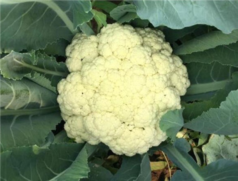 松花菜苗批发，供应有机菜花苗，青梗有机菜花苗代育