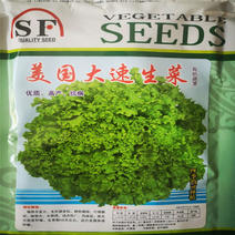 美国大速生菜种子皱叶散叶型生菜叶用莴苣盆栽水培速生有机