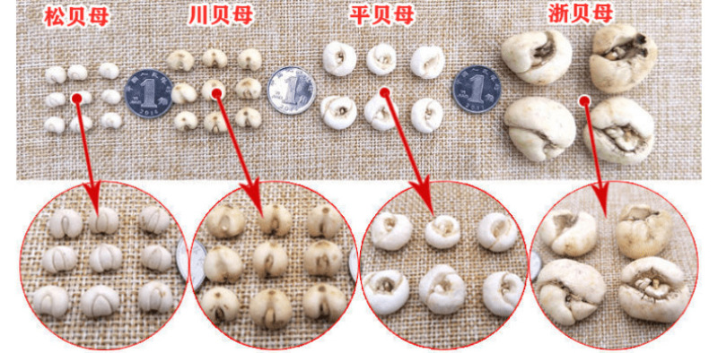 精选中药材平贝母川贝母松贝母个头均匀实物拍摄量