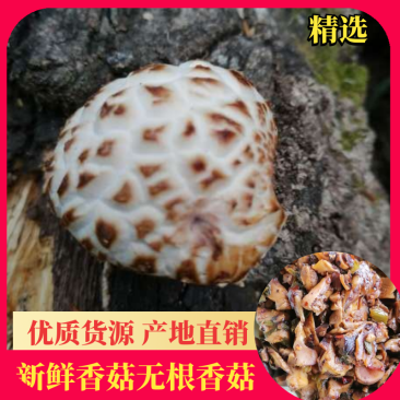 新货香菇无根香菇餐饮黄焖鸡香菇干货秋冬菇商用香菇2斤包邮