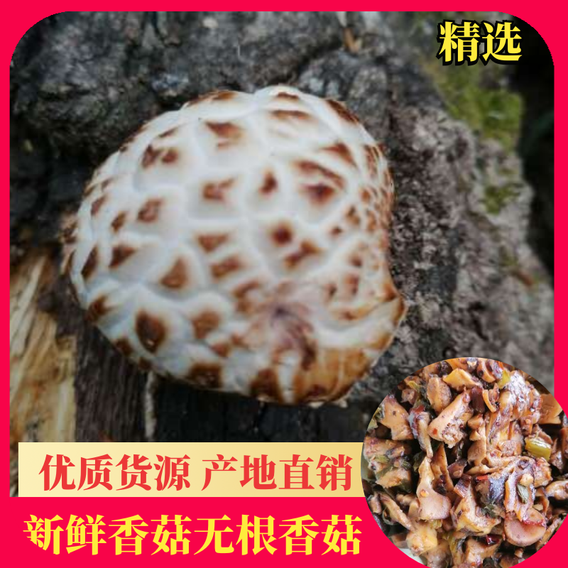 新货香菇无根香菇餐饮黄焖鸡香菇干货秋冬菇商用香菇2斤包邮