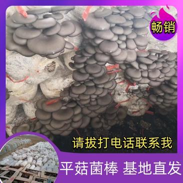 菌棒河北菌棒优质货源抗病高产蘑菇食用菌优