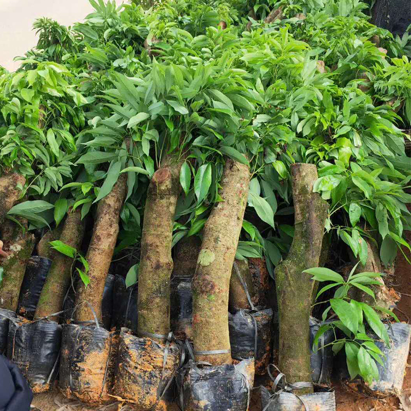 荔枝苗桩头苗分叉开叉荔枝树苗高压苗圈枝苗绿化景观苗