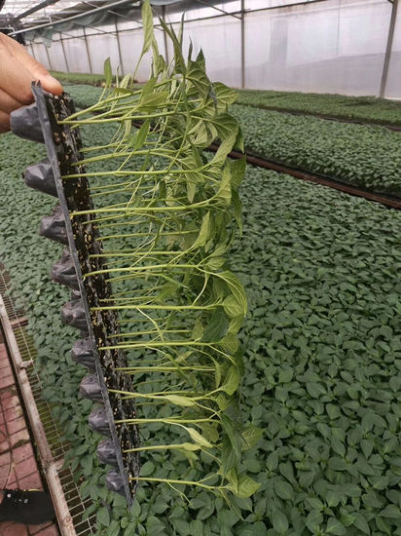 线椒苗黄绿皮线椒苗黑线红线椒苗杭椒苗嫁接辣椒苗