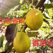 【即将上市】库尔勒香梨，香甜可口，价格合理，专业代办
