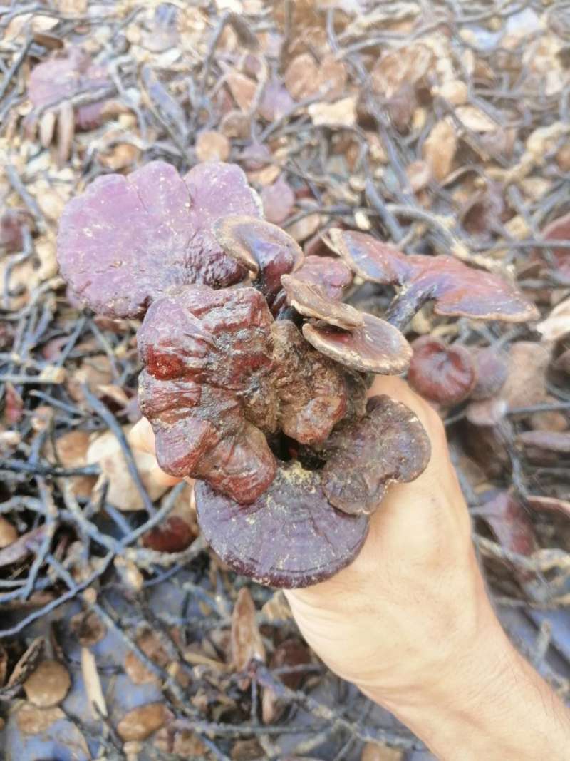 【包邮】一手货源柬埔寨精选大朵红灵芝竹灵芝〈新货上市〉