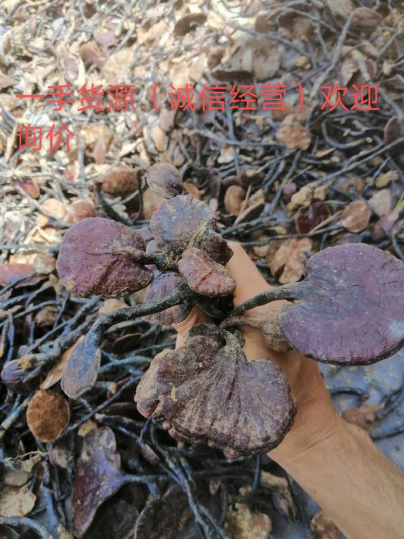 【包邮】一手货源柬埔寨精选大朵红灵芝竹灵芝〈新货上市〉