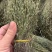 【包邮】新货香青绿柬埔寨野生独脚金靓货足干一手货源