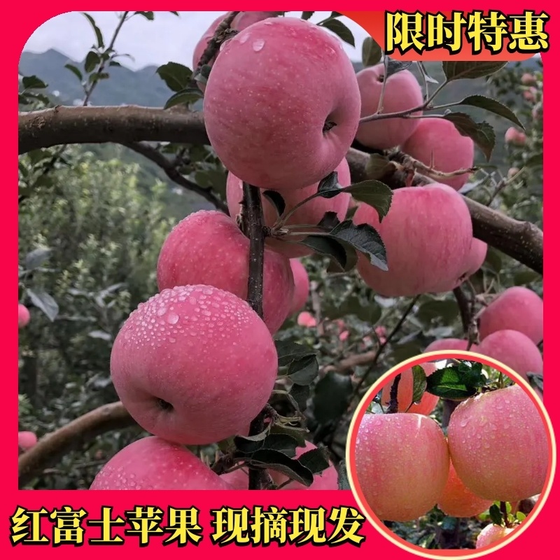 精品【高山糖心丑苹果】红富士对接各大电商团购商超批发市场