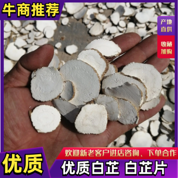 白芷片亳州白芷香白芷调味料香料，药用各种规格，质量保证！