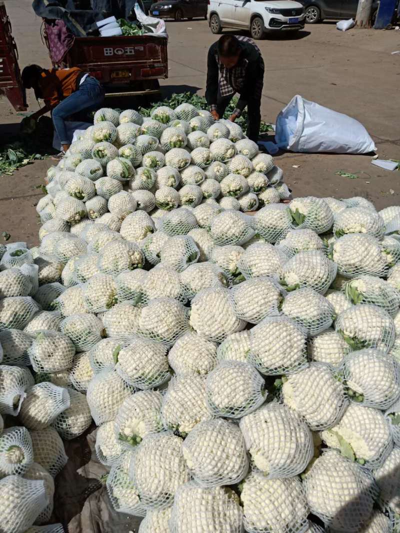 河北邯郸花菜白花花菜青梗白面大量上市欢迎来电咨询