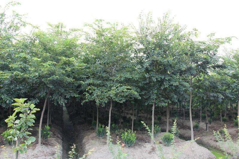 林木种子--，，朴树种子批发零售，量大详谈，，价格美丽
