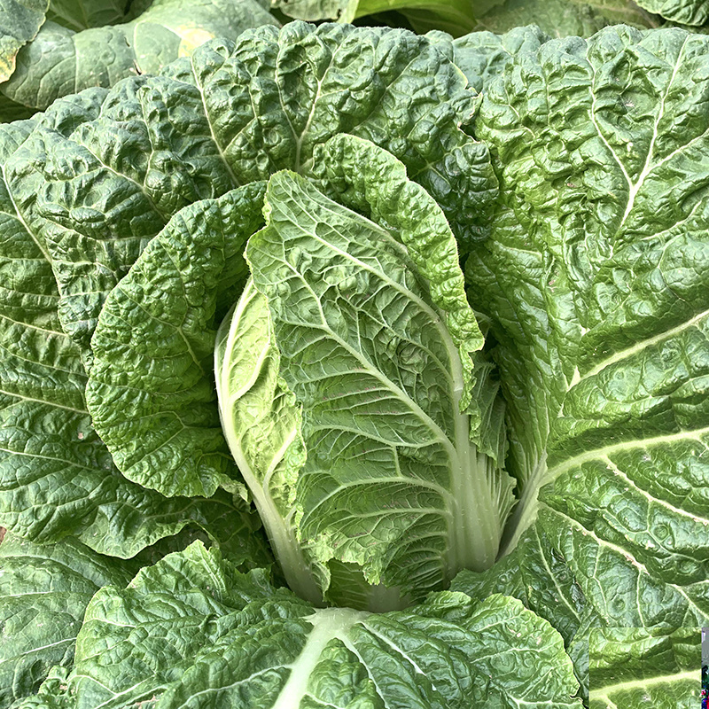 中科茂华蔬菜种子60秋美味白菜种子早熟高品质