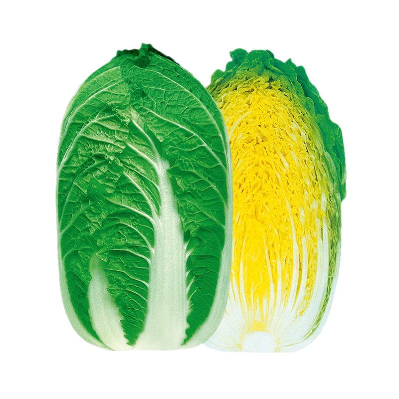 中科茂华蔬菜种子60秋美味白菜种子早熟高品质