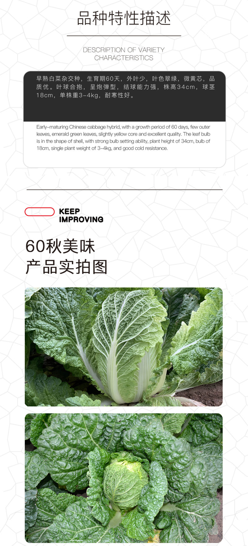中科茂华蔬菜种子60秋美味白菜种子早熟高品质