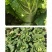中科茂华蔬菜种子60秋美味白菜种子早熟高品质